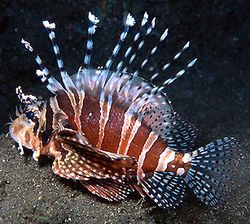 Dendrochirus zebra (Dwarf score)