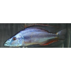 Dimichromis compressiceps (Malawi Eyebiter Cichlid Eye)