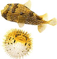 Diodon holocanthus (Thorny blower)