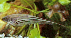 Eigenmannia virescens (Glass knives fish)
