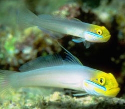 Eleotrides strigatus