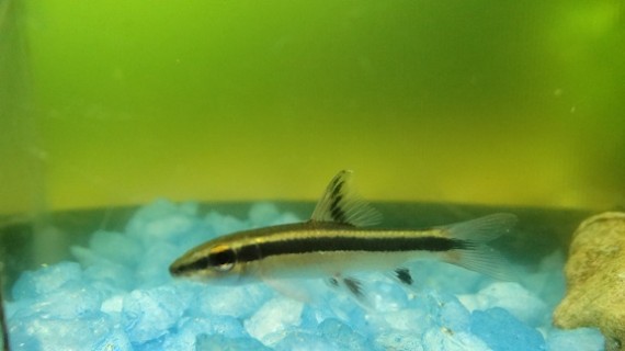 Epalzeorhynchus kallopterus (Beautiful fins)