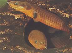 Erpetoichthys calabaricus (Pimp)