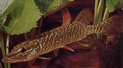 Esox lucius (Europe pike)