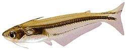 Eutropiellus debauwi
