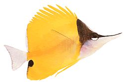 Forcipiger longirostris (Chelmon with long beak)