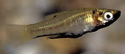 Girardinus metallicus (Metallic girardinus)