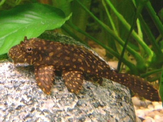 glyptoperichtys joselimaianus