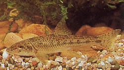 Gobio gobio (Stud)