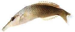 Gomphosus varius (Labre-Oiseau)