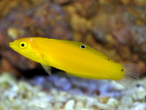 Halichoeres Chrysus (Yellow / labre canary)