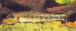 Hemigrammocharax lineostriatus (African Tetra-Flechette with lines)