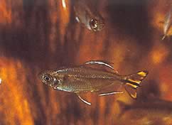 Hemigrammopetersius caudalis (Congo tetra with yellow)