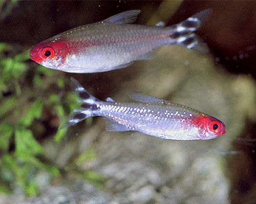 Hemigrammus bleheri (Red mouth tetra)