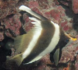 Heniochus varius (Hunchbacked front fish)