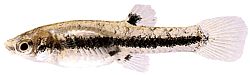 Heterandria formosa (Mosquito fish)