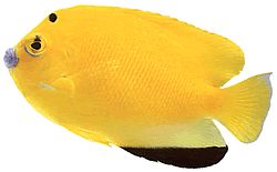 Holacanthus trimaculatus (Three spots)