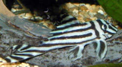 Hypancistrus zebra (Pleco zebra)