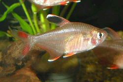 Hyphessobrycon ornatus (Tetra Adorno)