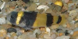 Hypogymnogobius xanthozona (Hypogymnogobius)