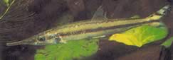 Ichthyborus monodi (Characin à Bec (Phago) of Monod)