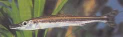 Ichthyborus ornatus