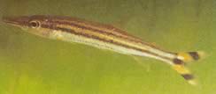 Ichthyborus quadrilineatus (Characin at Bec (Phago) with four lines)