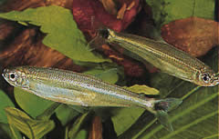 Iguanodectes spilurus (Tetra-oil)