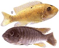 Labeotropheus fuelleborni