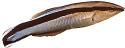 Labroides dimidiatus (Common cleaner)