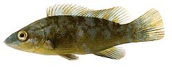 Labrus bergylta (Old -fashioned)