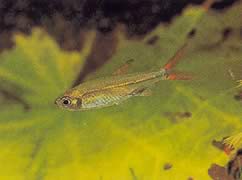 Ladigesia roloffi (Sierra-Léone dwarf tetra)