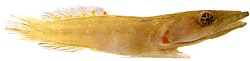 Lepadogaster candollei (Rod)