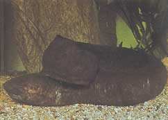 Lepidosiren paradoxa (South America Lepidosirène)