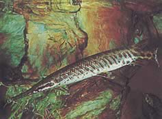 Lepisosteus oculatus