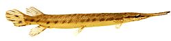 Lepisosteus osseus (Crocodile pike)