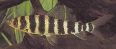 Leporinus fasciatus fasciatus (Leporinus with black bands)