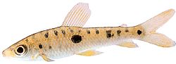 Leporinus frederici (Leporinus Frederici)