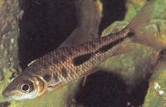 Leporinus moralesi (LEPORINUS ripe)