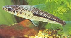 Leporinus nigrotaeniatus (Black stripes leporinus)