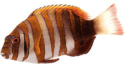 Lienardella fasciata (Arlequin fish)