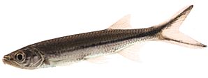 Luciosoma setigerum (Apollo shark)