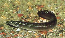Macrognathus aculeatus (Masta a ocelle)