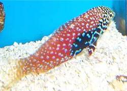 Macropharyngodon bipartitus (Vermiculated labre)