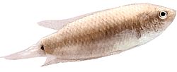 Macropodus cupanus (Brown-tail-tail fishing fish)