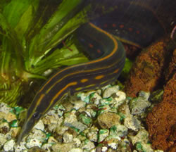 Mastacembelus erythrotaenia