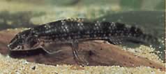 Melanocharacidium dispilomma (Melanocharacidium dispilomma)