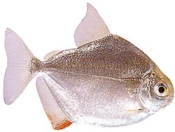 Metynnis hypsauchen (Métynnis with big heads)