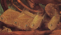 Metynnis lippincottianus (Koumanou, Dollar fish)