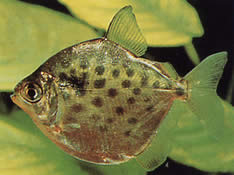 Metynnis maculatus (Metynnis Punctuated)